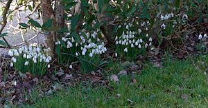 Snowdrops in bloom under a Cotoneaster hedge